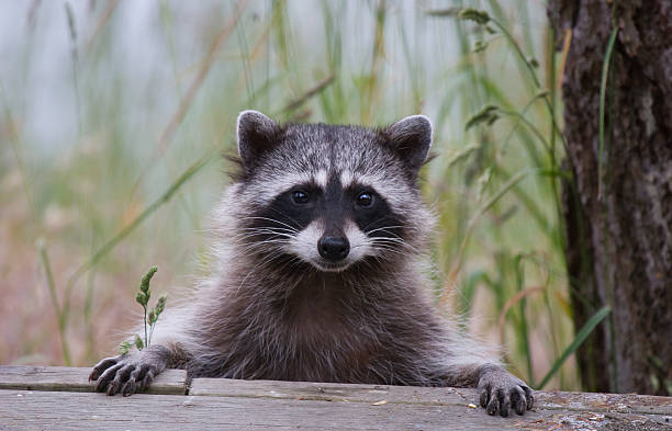 Visitors To C&O Canal Park Report  Unusual Behavior By Raccoons
