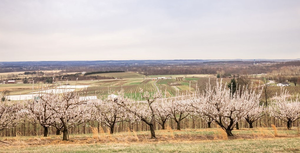 Photo of an orchard in Frederick County.