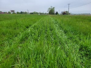 MDOT/SHA Assists ts Native Pollinators